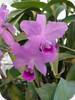 Cattleya bowringiana